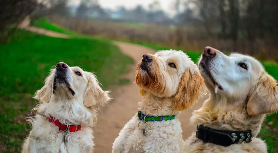 Las 5 razas de perros que más tiempo viven