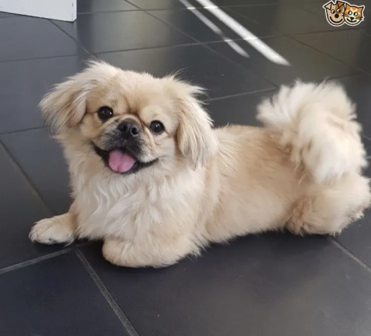 7 razas de perros chiquitos que están peludos y no crecen: pueden vivir bien en departamentos