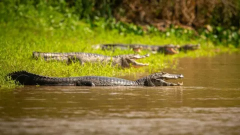 cuerpo de maestro asesinado en veracruz es lanzado a los cocodrilos.jpg