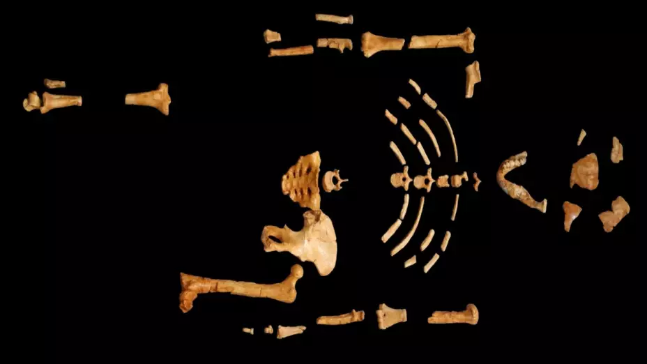 Avances científicos del fósil Australopithecus “Lucy”