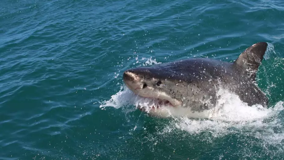 Un surfista muere tras ataque de tiburón; autoridades buscan su cuerpo