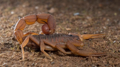 Las fragancias que están en miles de perfumes y alejan a los alacranes