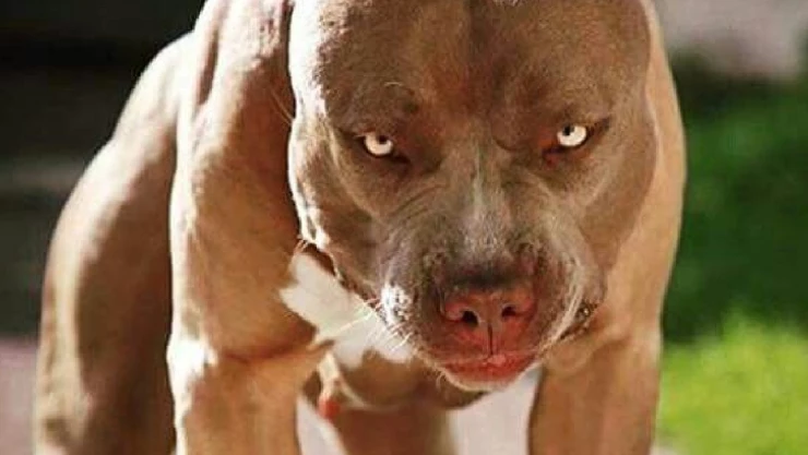 Muere niño de cinco años por ataque de perro pitbull