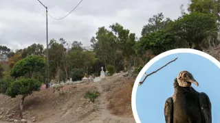 En el panteón municipal 5 de Tijuana se relata la aparición de un zopilote extraño