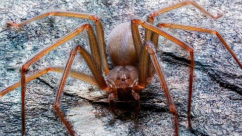 Investigadores de la UNAM descubren nueva especie de araña violinista.