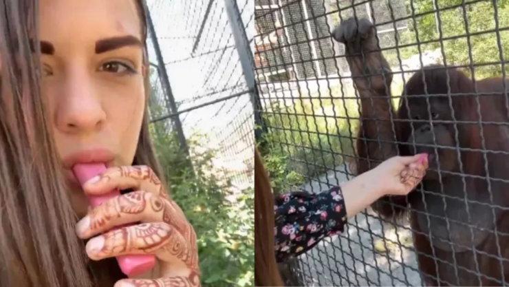 Boxeadora obliga a orangután en peligro a fumar vapeador en zoológico de Crimea.png