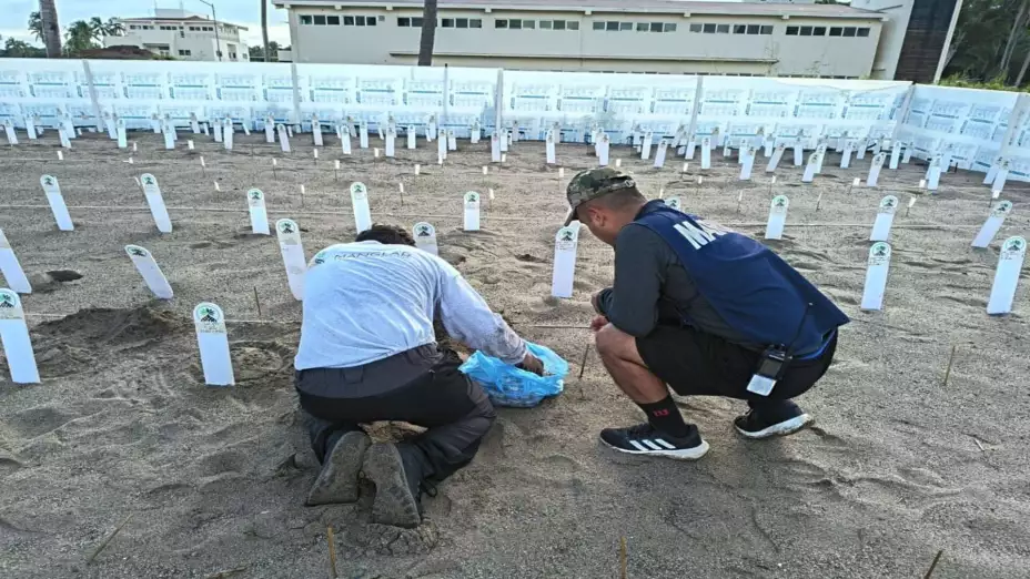 Marina tortugas (1).jpg