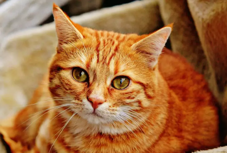 ¿Cómo cuidar a un gato después de la esterilización? 