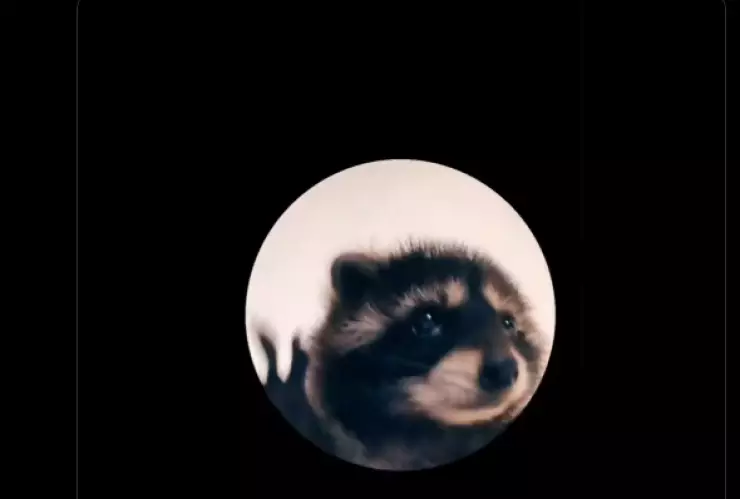 Los mejores memes del mapache Pedro