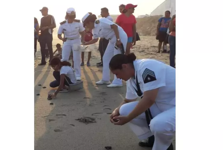 liberan tortugas con la Marina