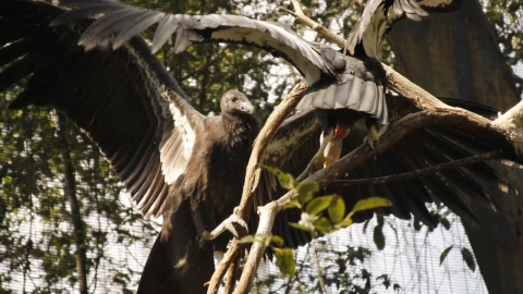 Conoce los nombres de los cóndores nacidos en Zoológico de Chapultepec