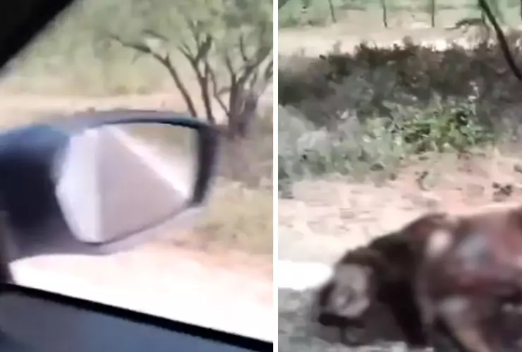 Captan a nahual muerto sobre la carretera