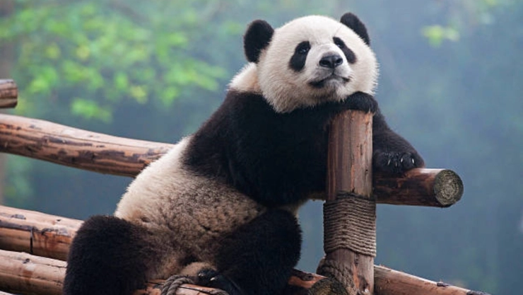 pandas-gigantes-dejan-el-peligro-extincion-decadas-conservacion-exitosa