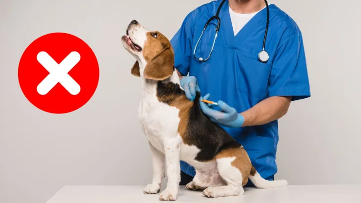 veterinario