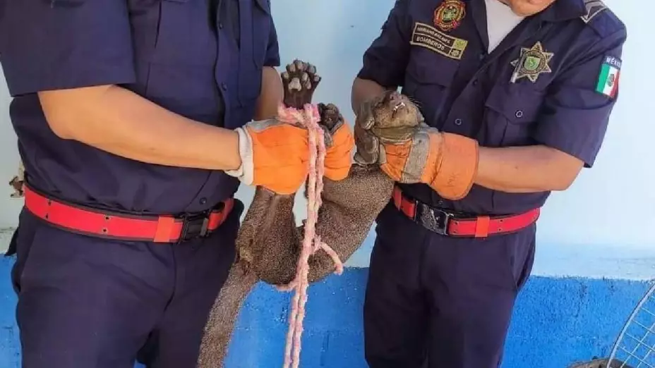 FOTO_ Rescatan a jaguarundi de ser ATROPELLADO en Las Águilas