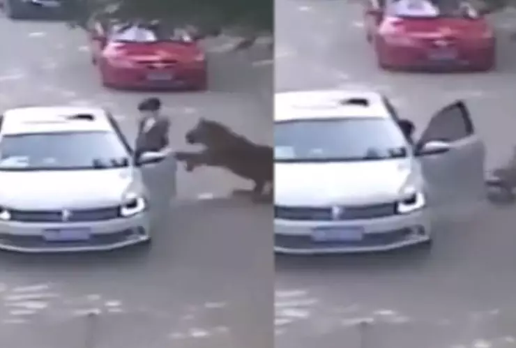 VIDEO: Mujer es atacada por un tigre al bajar de su auto