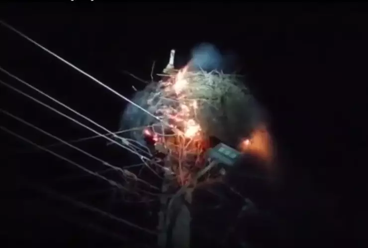 Madre cigüeña se niega a abandonar su nido pese a que las llamas lo devoran