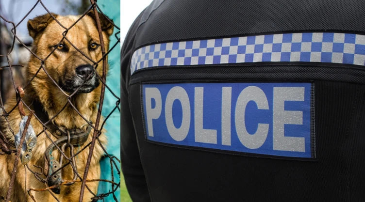 Investigación de crueldad animal en Billericay, Essex: Policía y RSPCA en centro de rescate con 37 perros muertos.