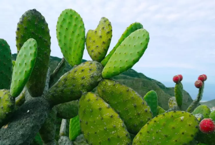 Concurso de desespinado de nopal