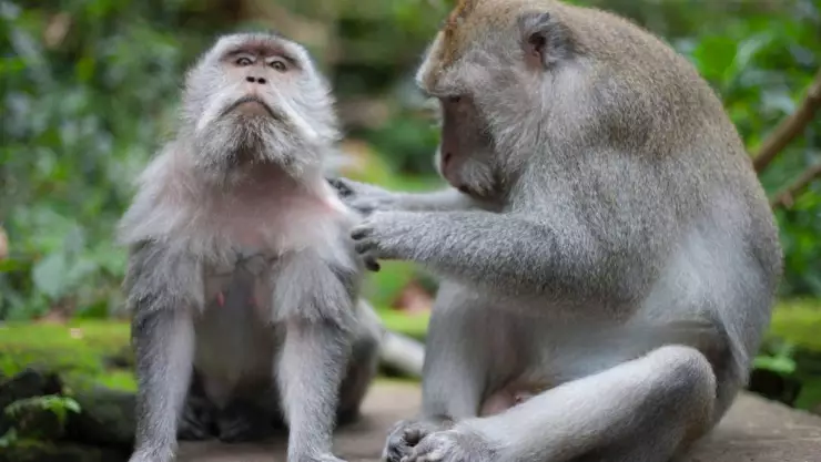 monos tienen mas sexo entre machos que con hembras_ estudio