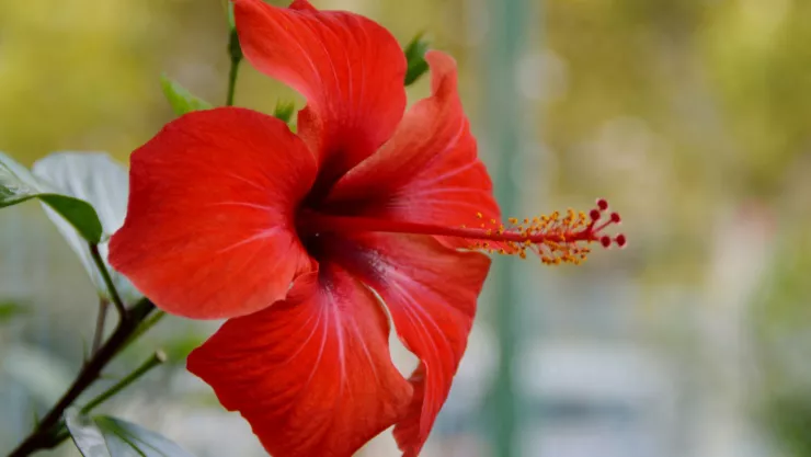 La manera de ocultar las canas con jamaica