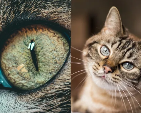 /mascotas/veterinarios-razon-gato-manchas-negras-ojos