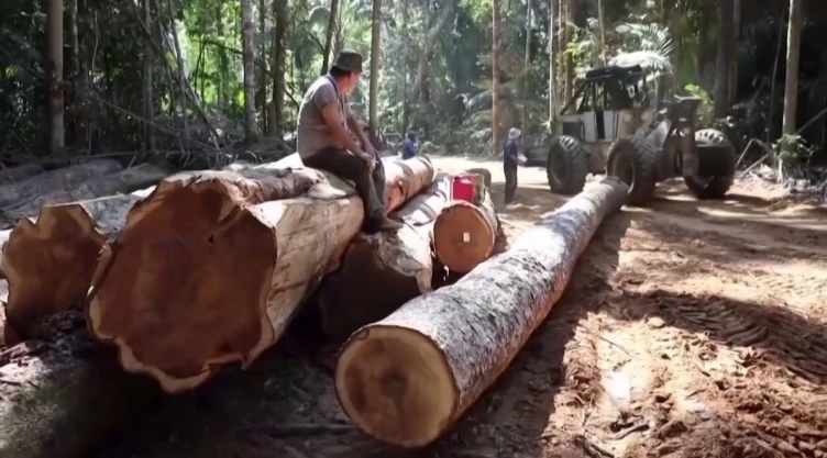 Deforestación devora bosques en Brasil; aumenta 80%.