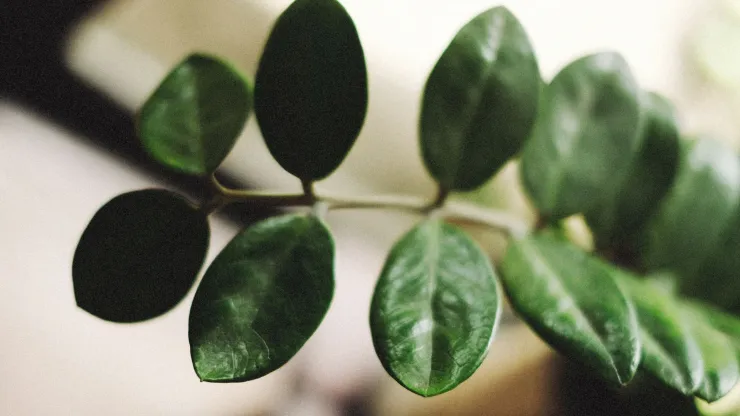 plantas