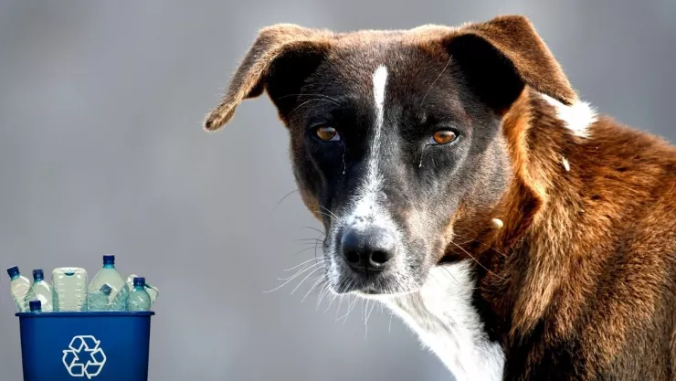 Cómo hacer un bebedero para perritos callejeros con materiales reciclados, según la IA.jpg
