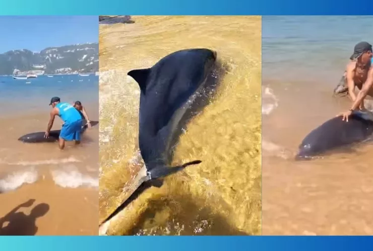 Delfín desorientado encalla en playa de Puerto Marqués en Acapulco.jpg