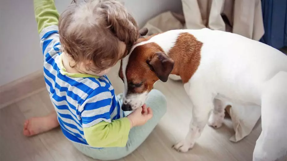 Cuál es el beneficio del vínculo entre bebés y perros