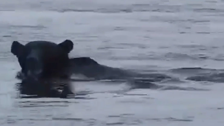 Captan ataque de oso contra bote en Rusia