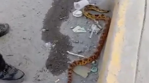 serpiente balcones del sur puebla