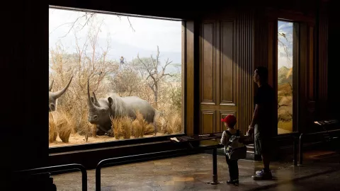 Unos visitantes del Museo Nacional de Historia de Los Ángeles observan a unos rinocerontes.
