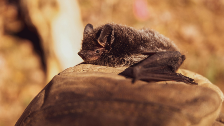 Bat Weekend 2025.jpg