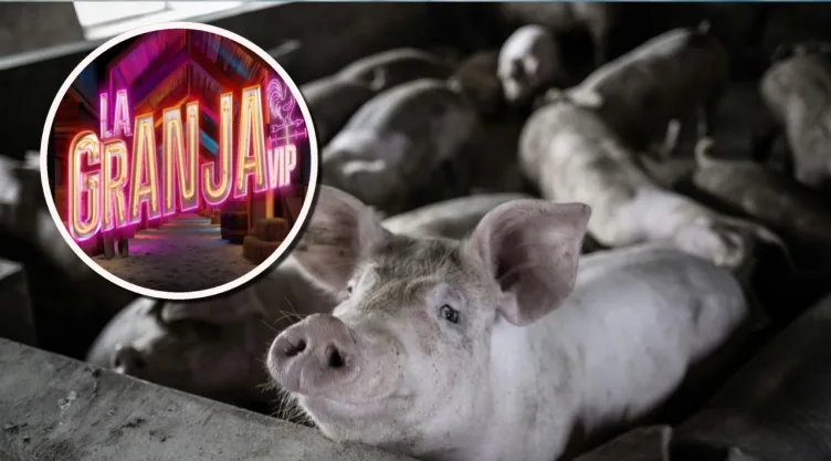 Las tareas más difíciles del chiquero de La Granja VIP según la IA.