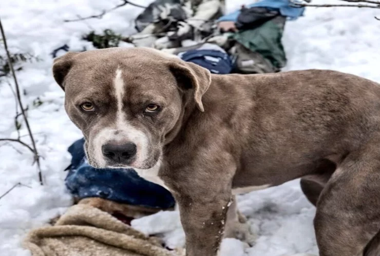 rescate en Himachal Pradesh pitbull primos