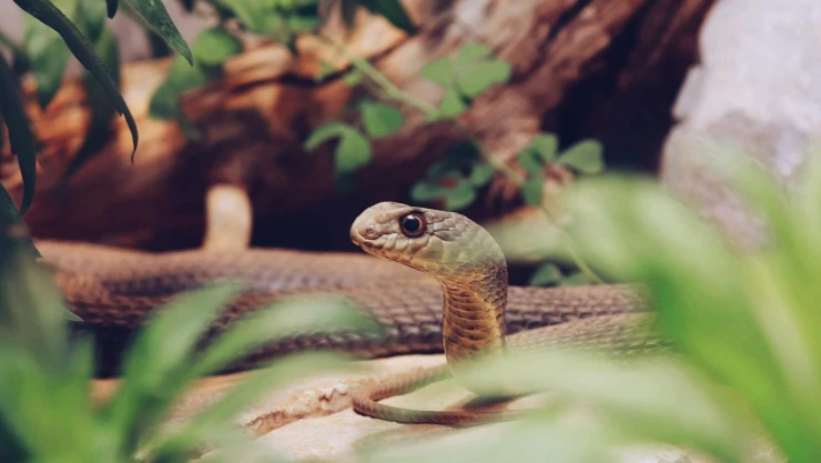 ¡Cuidado! Cuenta le leyenda que en Yahualica hay una serpiente tan grande que temblarás de miedo al verla