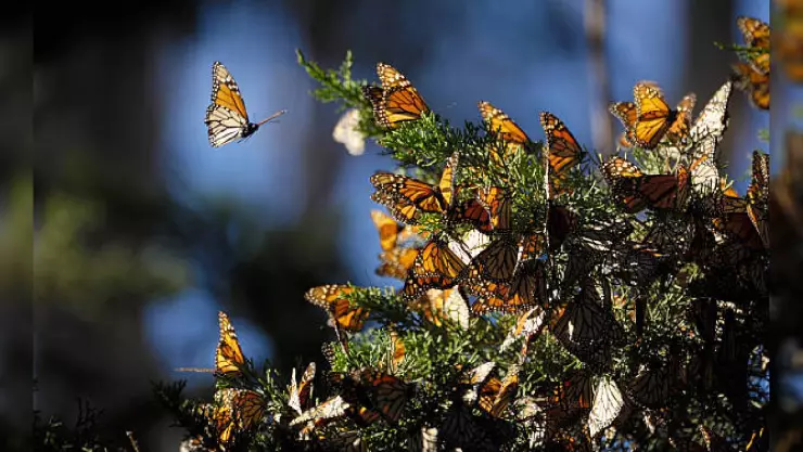 Mariposas Monarca