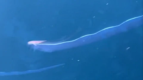 Aparece Pez del Juicio Final en las costas de Japón ¿predice terremoto.png