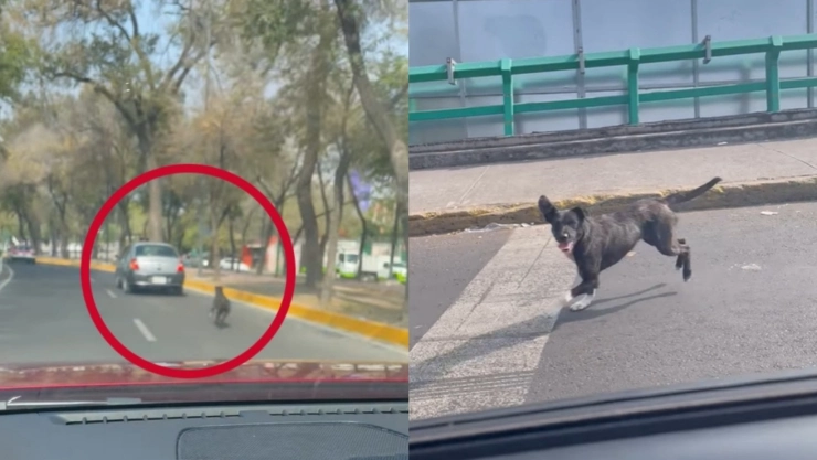 Conductor perrito CDMX