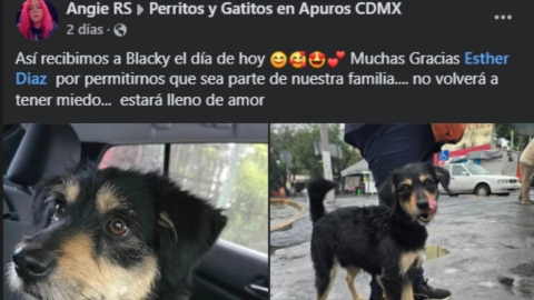Adoptan-a-perrito-que-le-robaron-su-cobija-en-Iztapalapa