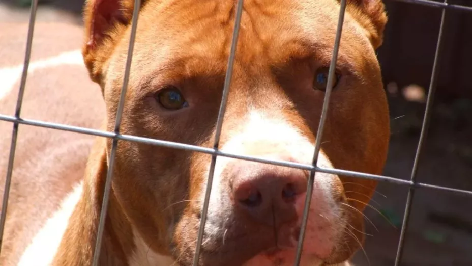 ¡Terrible! Niña de dos años es mordida en la cabeza por un perro pitbull