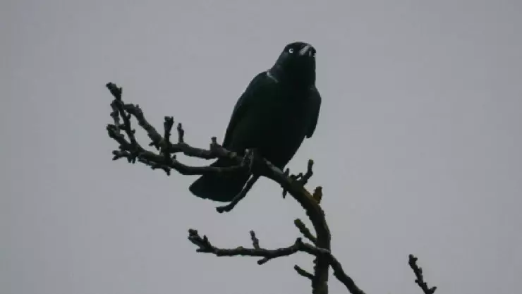 Captan cuervos sobrevolando cielo de Israel.