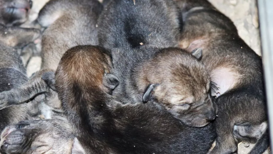 Así son las crías de coyote que nacieron en Flor del Bosque, Puebla
