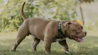 PERROS devoran a ABUELO y su NIETA de 3 meses: Esto se sabe del DEVASTADOR caso