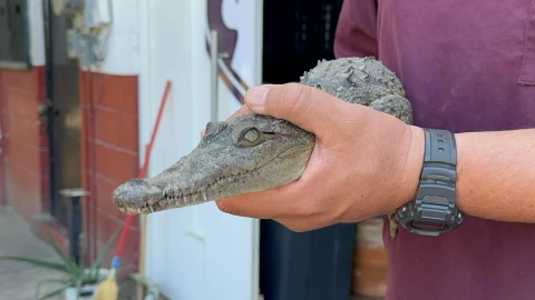 Tres cocodrilos son localizados en una casa en Culiacán.