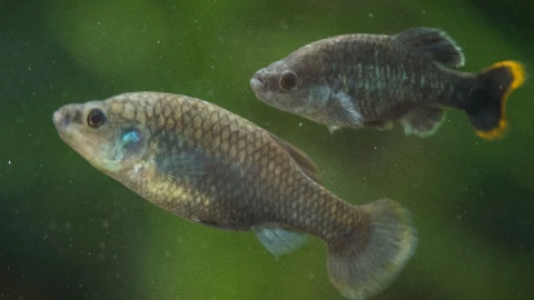 pez tequila ríos México