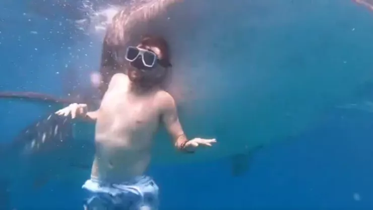Fuerte VIDEO | Captan momento en que un hombre es GOLPEADO por un tiburón ballena cuando buceaba