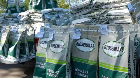 Entregan en Chetumal 70 toneladas de semilla mejorada de maíz en beneficio de familias de municipios del sur.jpg